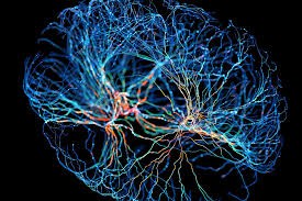 Neuroplasticity และ Mirror Therapy
